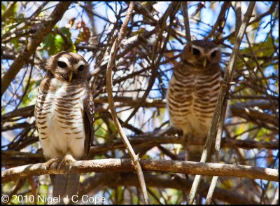 White-browed owl_9839