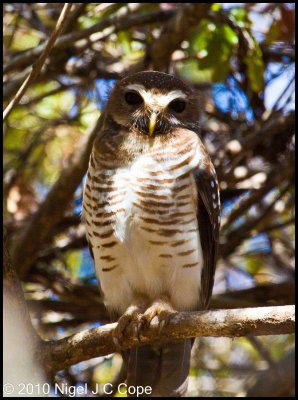 White-browed owl_9846