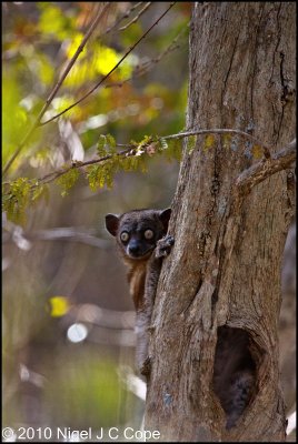 Hubbards sportive lemur_9867