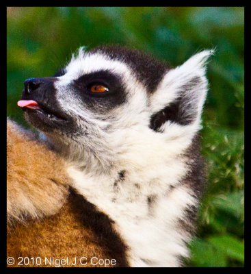 Ringtailed lemur_0093