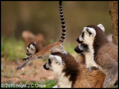 Ringtailed lemur_0110