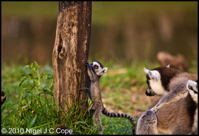 Ringtailed lemur_0117