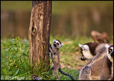 Ringtailed lemur_0118