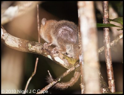 Brown mouse lemur_0167
