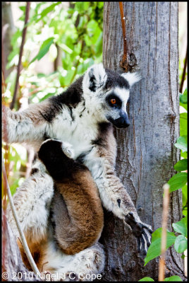 Ringtailed lemur_9633