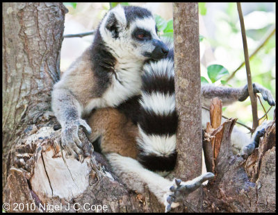 Ringtailed lemur_9652