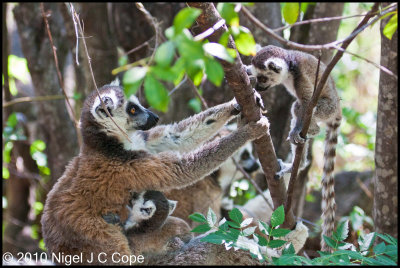 Ringtailed lemur_9678