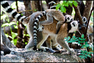 Ringtailed lemur_9708