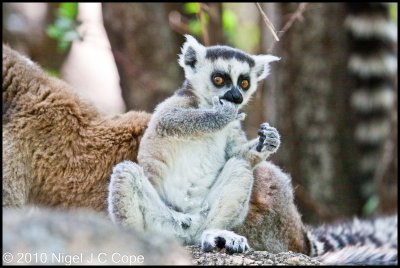 Ringtailed lemur_9723