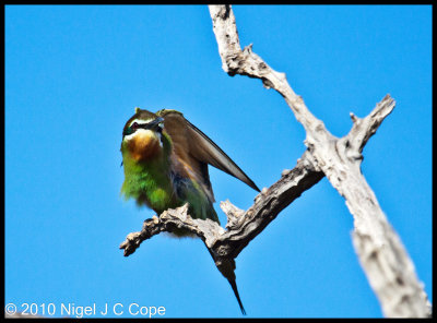 Madagascar bee-eater_9778