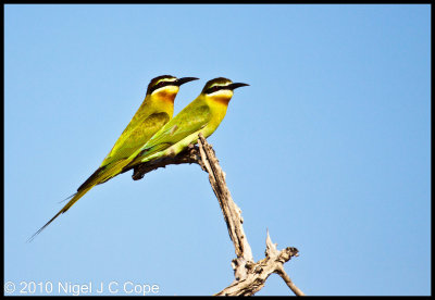 Madagascar bee-eater_9797