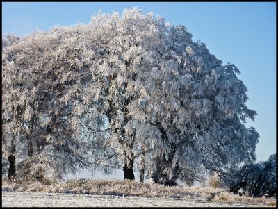 Hoar frost 1020505