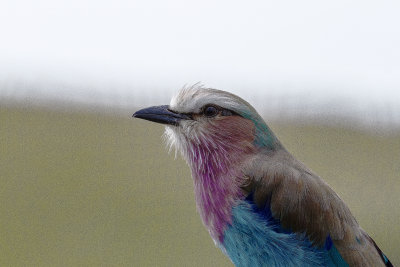 Lilac breasted roller_2133