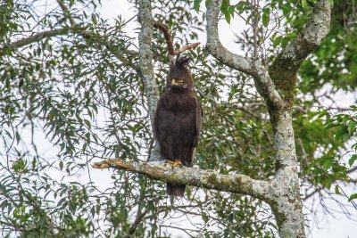 Laxcrested eagle_2193