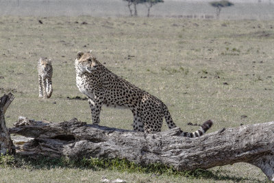 Cheetah_2248.