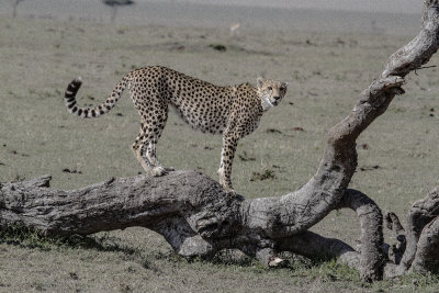 Cheetah_2261