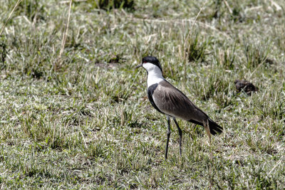 Spur-winged plover_2328