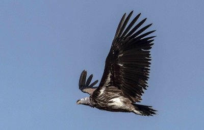 Whitebacked vulture_2556