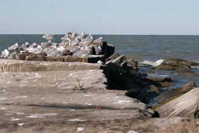 IMG_9371.JPG