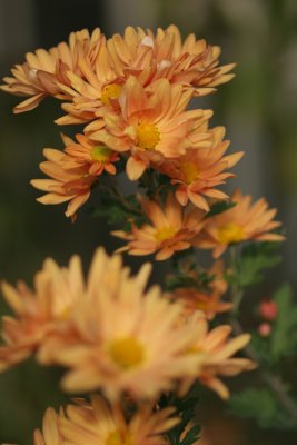 IMG_9414.JPG