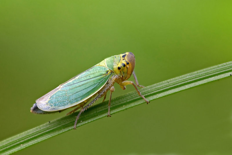 Cicadella viridis .jpg