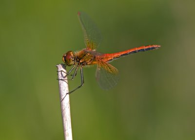 Damsel- and Dragonflies 2008