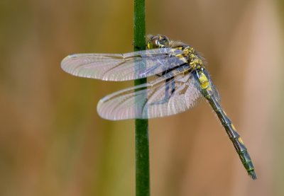g1/75/583275/3/125439126.5ksYCqBL.jpg