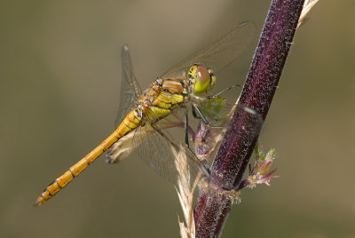 g1/75/583275/3/127212309.2VQYA01y.jpg