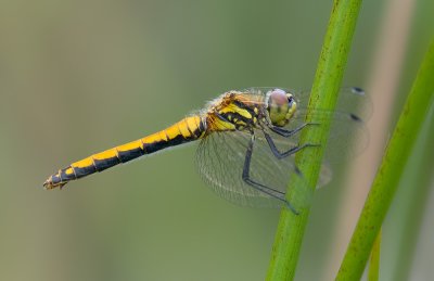 g1/75/583275/3/127738507.VDFm6s7c.jpg