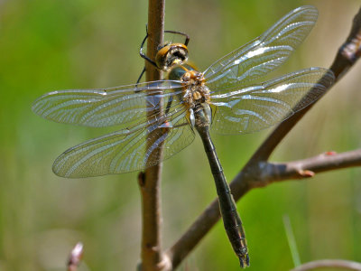 DSC_4021_1.jpg