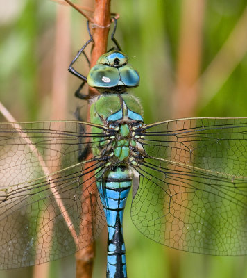 DSC_6064.jpg