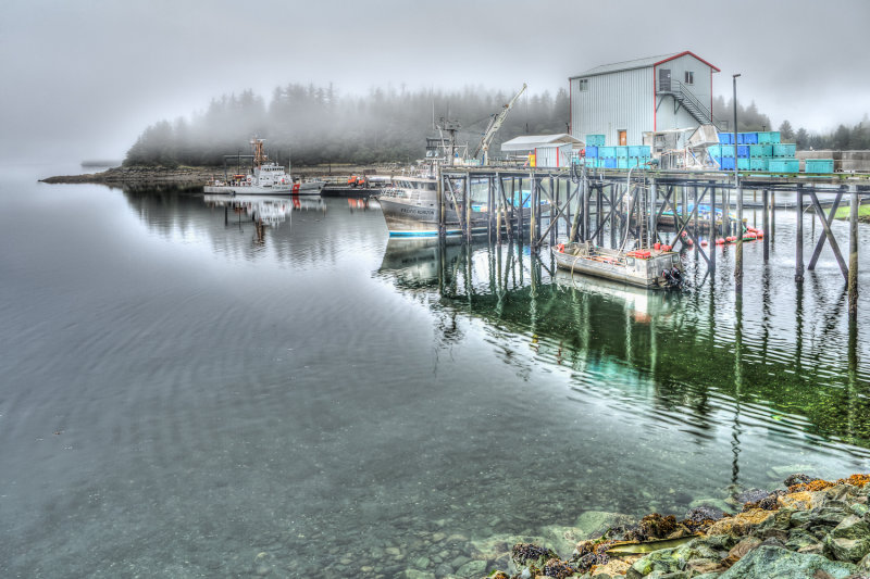 foggy cannary--3.jpg