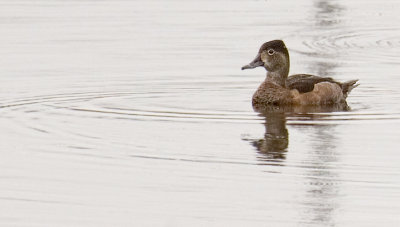 ring necked duck female
