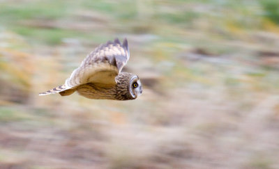 owl eyes