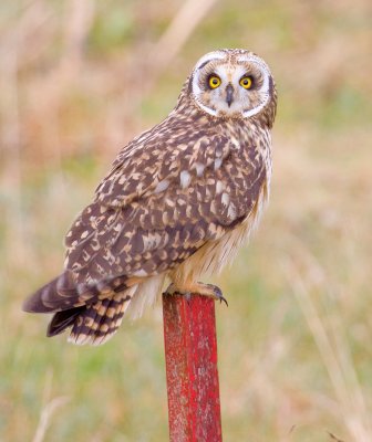 se owl post