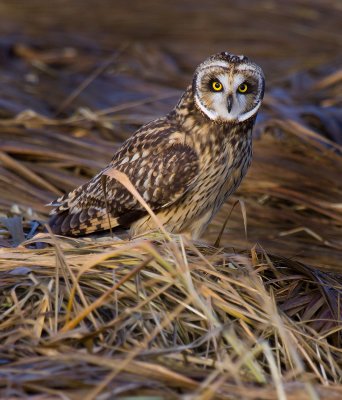 Another short eared owl