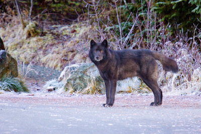 Fall Wolf