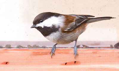 chestnut backed chickadee