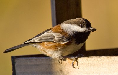 chestnut backed chickadee