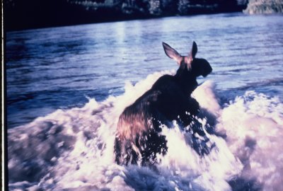 Moose up the river