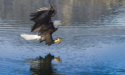 eagle on final 2