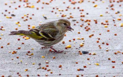 pine siskin