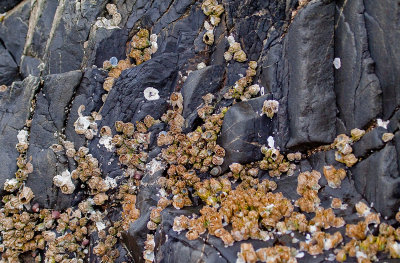 Beach detail