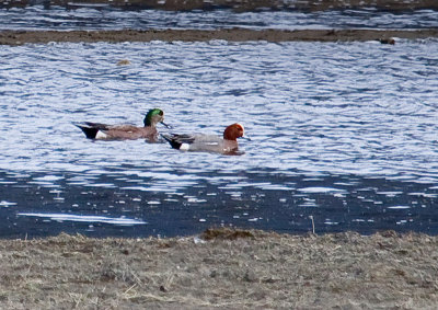 eurasion wigeon 800.jpg