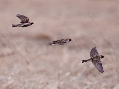 Lapland longspur