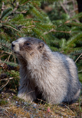 Marmot at Eagle Beach