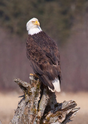 Eagle on stump 800.jpg