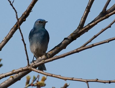 mountain blue bird-7485 800.jpg