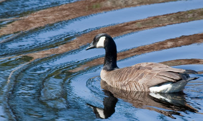 goose reflection