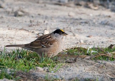 gold crown sparrow-7281 800.jpg